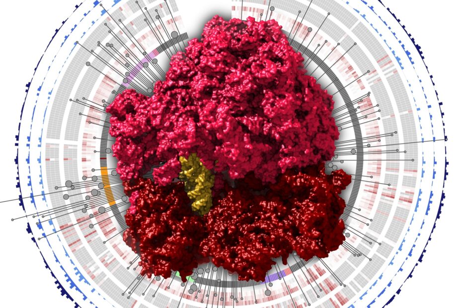 A ribosome in front of a graphical representation of the GARNET database.