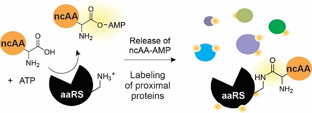 aaRS reacts with ncAA. The release of ncAA-AMP results in the labeling of proximal proteins.